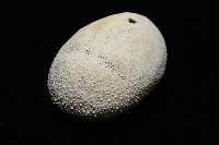 脊背壺海膽藏品圖，第5張