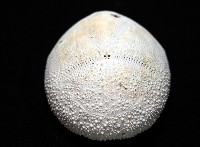 脊背壺海膽藏品圖，第6張