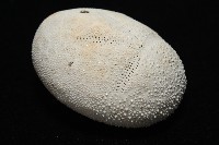脊背壺海膽藏品圖，第7張