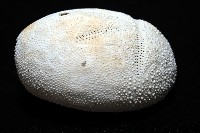 脊背壺海膽藏品圖，第8張