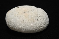 脊背壺海膽藏品圖，第9張
