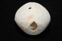 脊背壺海膽藏品圖，第10張