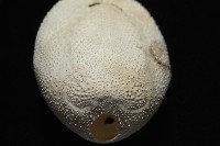 脊背壺海膽藏品圖，第11張