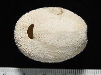 脊背壺海膽藏品圖，第12張