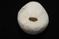 脊背壺海膽藏品圖，第13張
