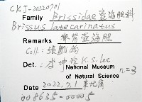 脊背壺海膽藏品圖，第15張