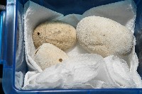 脊背壺海膽藏品圖，第16張