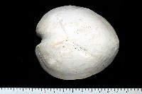 未知種緣帶海膽藏品圖，第1張