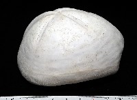 未知種緣帶海膽藏品圖，第2張