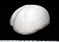 未知種緣帶海膽藏品圖，第3張