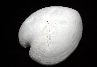 未知種緣帶海膽藏品圖，第4張