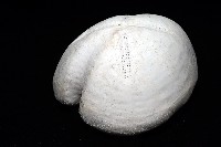 未知種緣帶海膽藏品圖，第5張