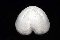 未知種緣帶海膽藏品圖，第6張