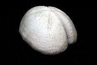 未知種緣帶海膽藏品圖，第7張