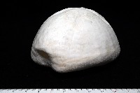 未知種緣帶海膽藏品圖，第8張
