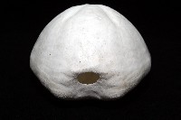 未知種緣帶海膽藏品圖，第9張