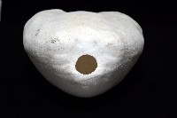 未知種緣帶海膽藏品圖，第10張