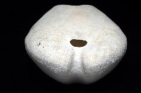 未知種緣帶海膽藏品圖，第11張