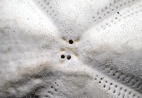 未知種緣帶海膽藏品圖，第12張
