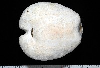 未知種緣帶海膽藏品圖，第13張