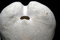 未知種緣帶海膽藏品圖，第14張