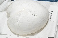 未知種緣帶海膽藏品圖，第15張