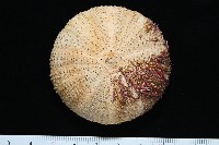 未知種角孔海膽藏品圖，第1張