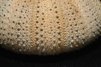 未知種角孔海膽藏品圖，第4張