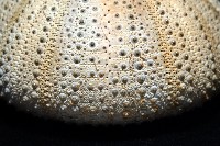 未知種角孔海膽藏品圖，第5張