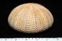未知種角孔海膽藏品圖，第6張