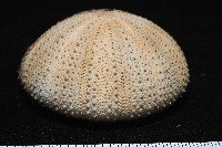 未知種角孔海膽藏品圖，第7張