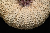 未知種角孔海膽藏品圖，第9張