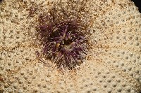 未知種角孔海膽藏品圖，第10張