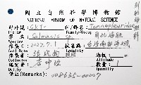 未知種角孔海膽藏品圖，第12張