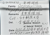 灰脊葵珊瑚藏品圖，第4張