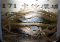 顯著菌蛇尾藏品圖，第3張