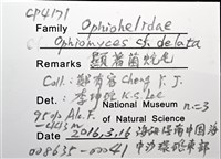 顯著菌蛇尾藏品圖，第5張