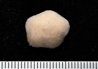 未知種開曼海星藏品圖，第1張
