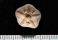 未知種開曼海星藏品圖，第2張
