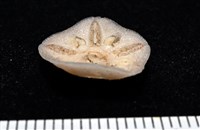 未知種開曼海星藏品圖，第3張