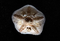 未知種開曼海星藏品圖，第4張