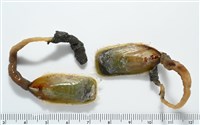亞氏海豆芽藏品圖，第1張
