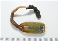 亞氏海豆芽藏品圖，第3張