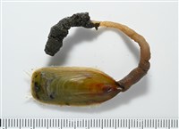 亞氏海豆芽藏品圖，第4張