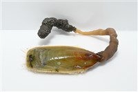 亞氏海豆芽藏品圖，第6張
