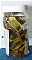 亞氏海豆芽藏品圖，第7張