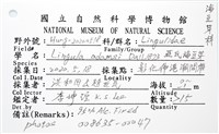亞氏海豆芽藏品圖，第8張