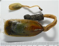 亞氏海豆芽藏品圖，第3張