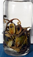 亞氏海豆芽藏品圖，第7張