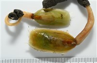 亞氏海豆芽藏品圖，第2張